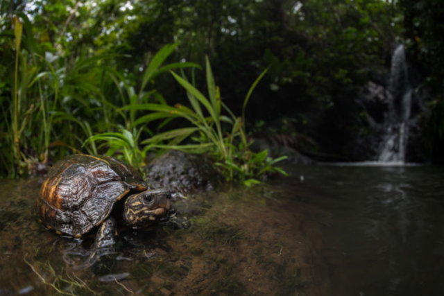 Brown Wood Turtle