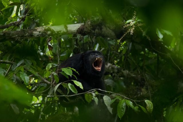 Black-mantled Howler Monkey