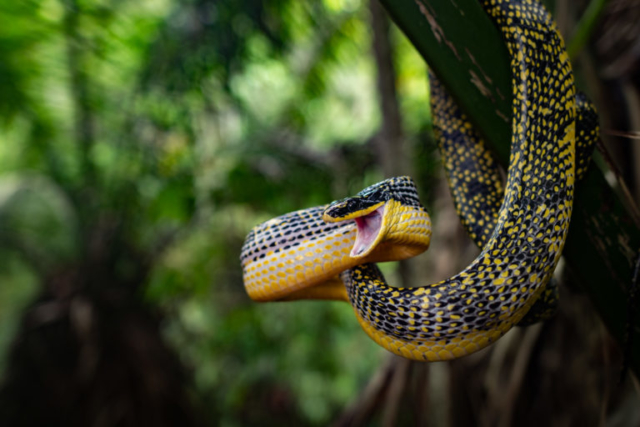 Shropshire's Puffing Snake