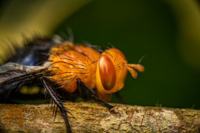 Fly in the Jama-Coaque Reserve