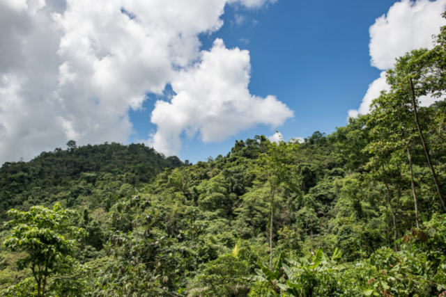 Jama-Coaque Reserve