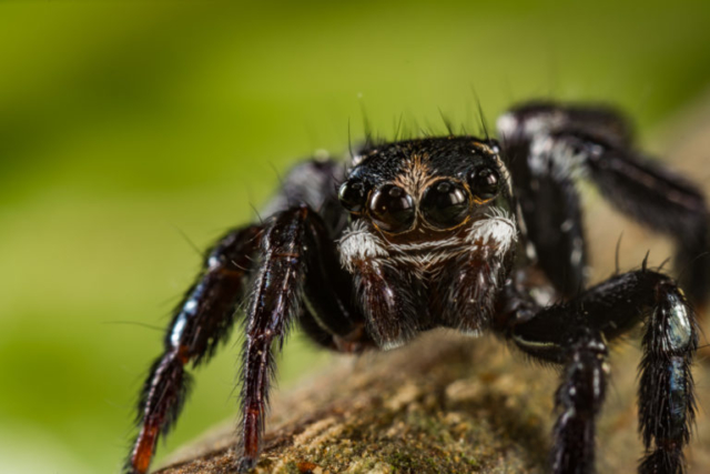 Jumping spider