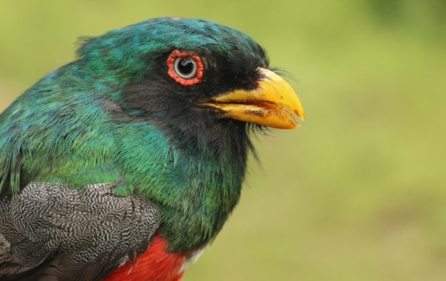 Ecuadorian Trogon