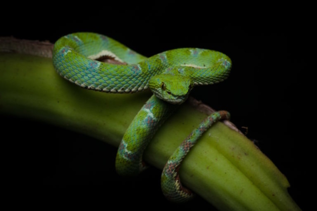 Eyelash Viper