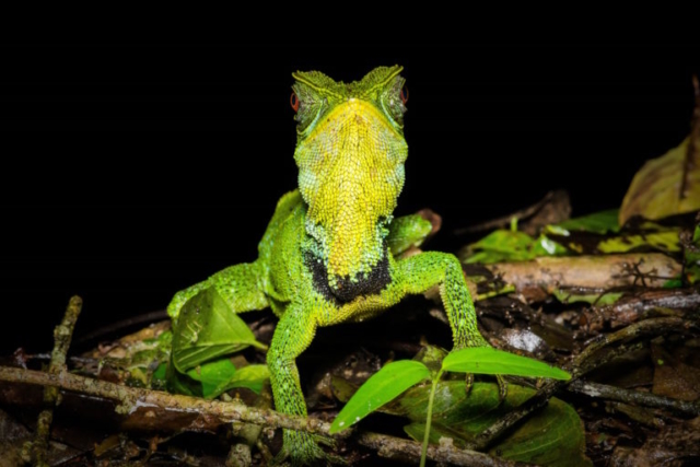 O'shaughnessy's Dwarf Iguana