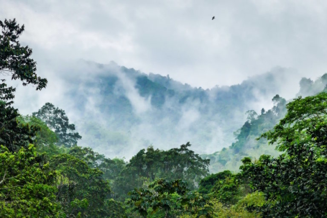 Cloudforest