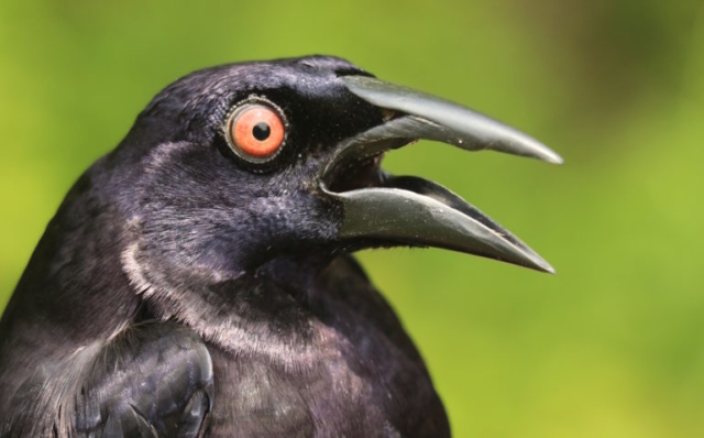 Giant Cowbird