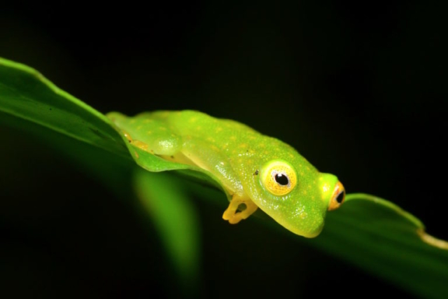 Fleischmann's Glassfrog