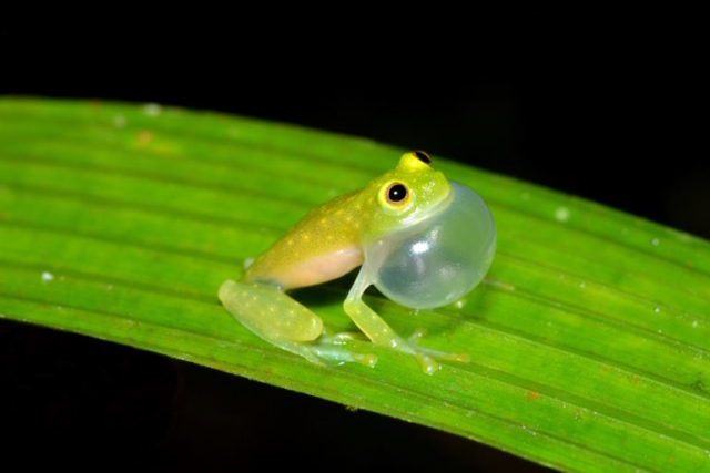 Fleischmann's Glassfrog