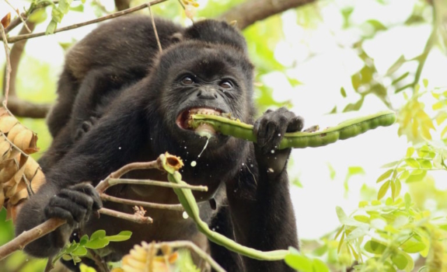 Howler Monkey