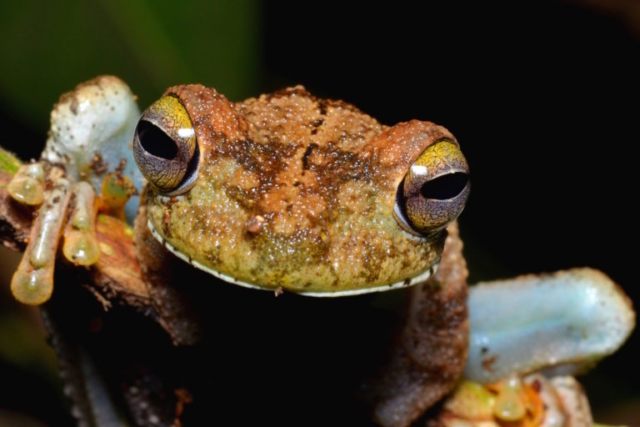 Rosenberg's Tree Frog