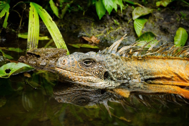 Iguana