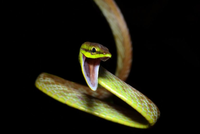 Cope's Vine Snake