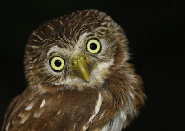 Pacific Pygmy Owl