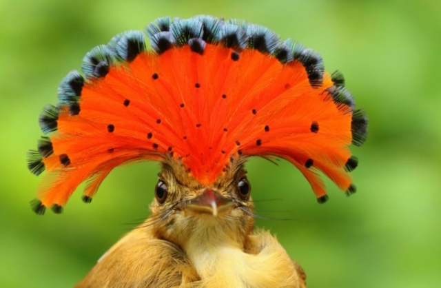 Pacific Royal Flycatcher