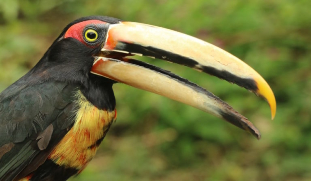 Pale-mandibled Aracari