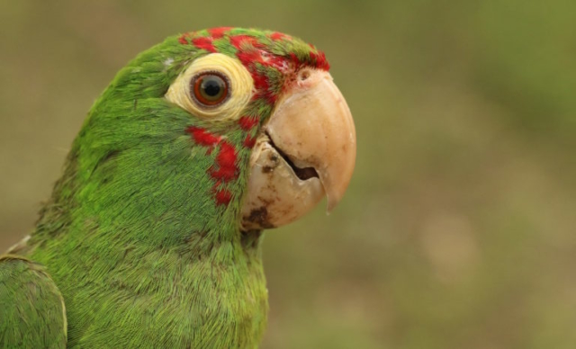 Red-masked Parakeet