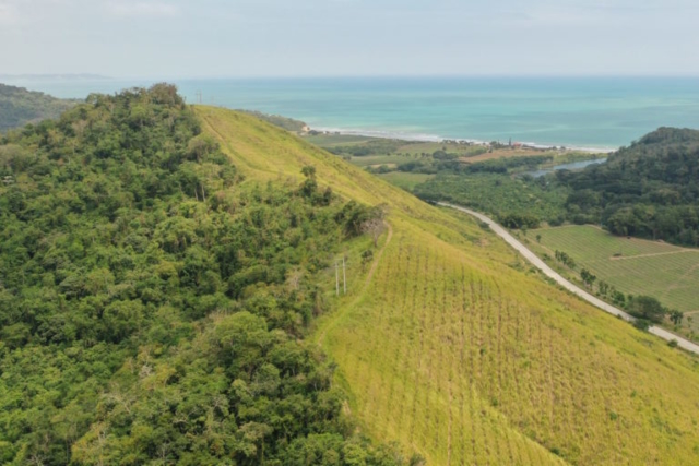 Deforestation along the Pacific Coast