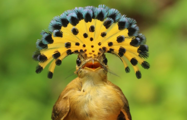 Pacific Royal Flycatcher