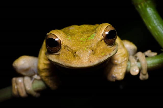 Masked treefrog