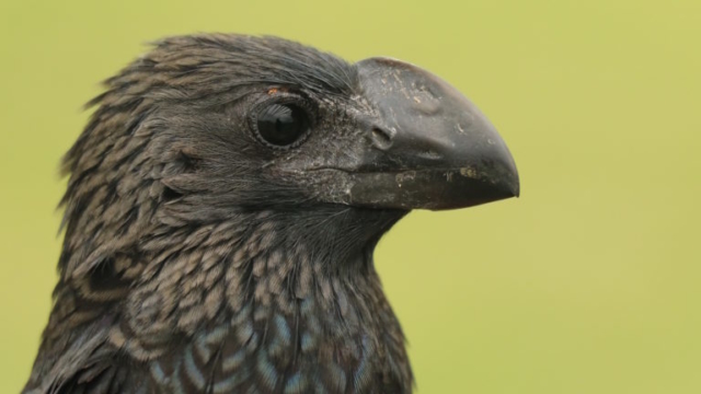 Smooth-billed Ani