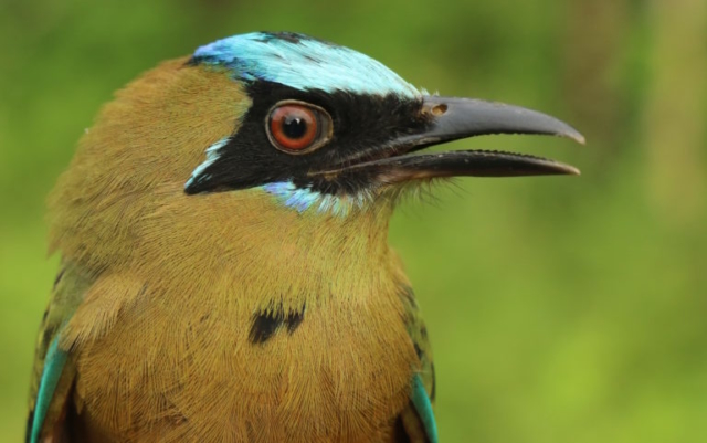 Whooping motmot