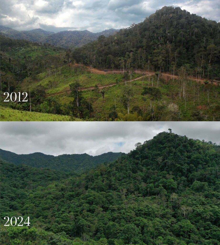 Reforestation before-and-after photo