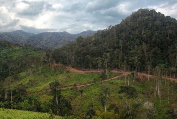 Finca property before reforestation