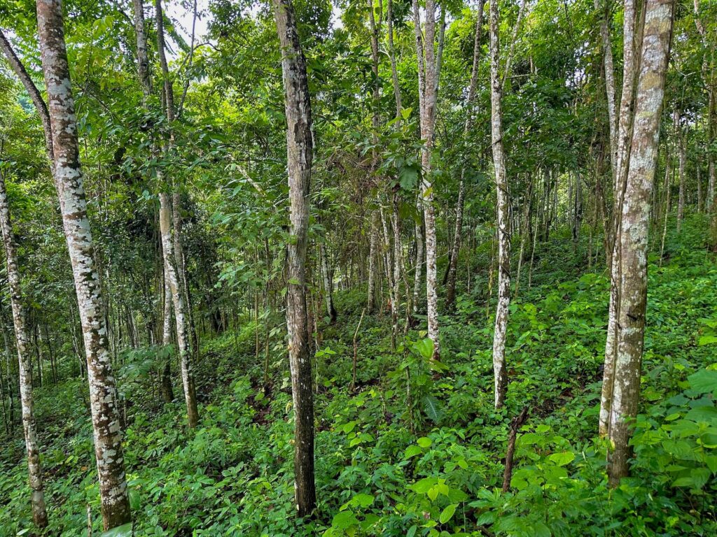 Assisted Natural Regeneration parcel