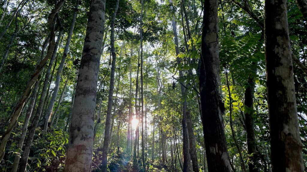 Interior of 12-year reforestation plot