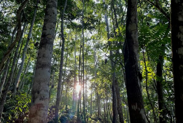 Interior of 12-year reforestation plot