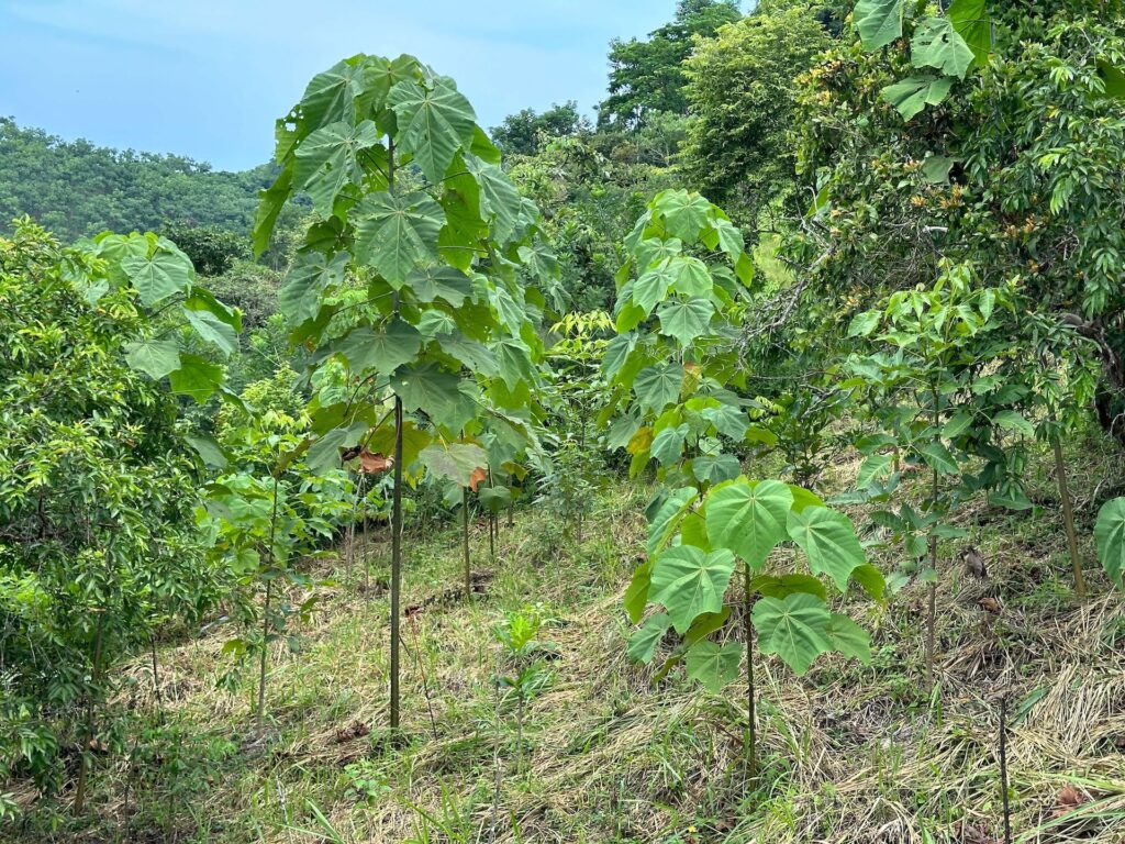 nurse cropping with balsa trees