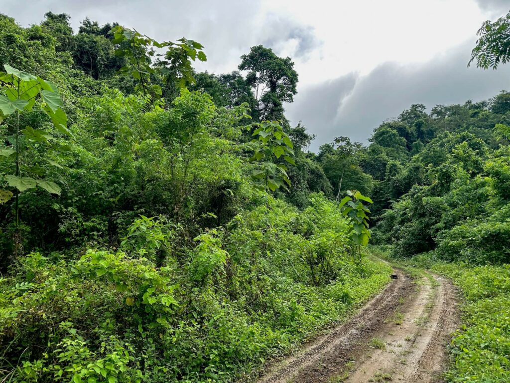 young forest on heavily degraded soil